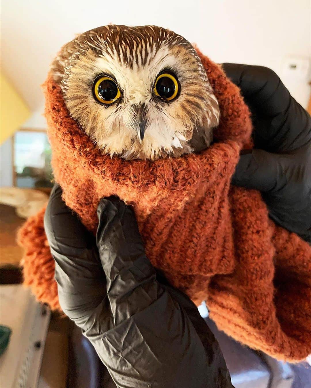 People Magazineさんのインスタグラム写真 - (People MagazineInstagram)「Happy hOWLidays! 🦉 A tiny owl that was discovered in the branches of the Rockefeller Center Christmas Tree after the 75-foot tree reached New York City is in "good condition" after being transported to a wildlife rehabilitation facility, according to the Ravensbeard Wildlife Center. 🙏 The owl, who the center affectionately named "Rockefeller," is now recovering and being given fluids and "all the mice he will eat" after not eating or drinking anything for three days. ❤️ Tap the link in bio for more on the "resilient" owl's wild journey. 📷: Courtesy of Ravensbeard Wildlife Center」11月20日 4時30分 - people