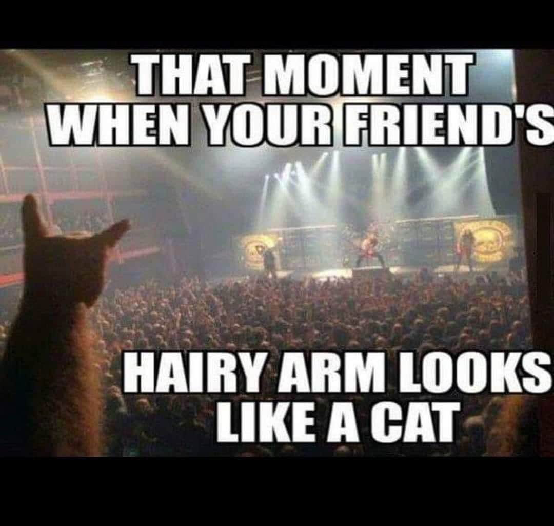 The Cats Of Instagramのインスタグラム：「🤘🏼」