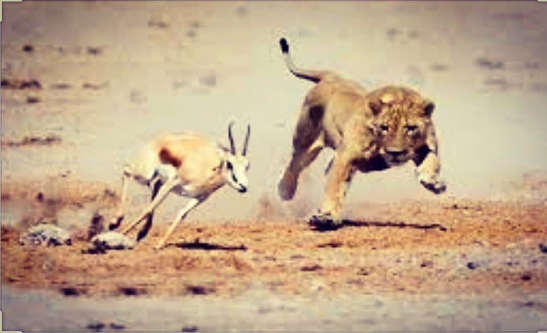 レイ・アレンのインスタグラム：「Every morning in Africa, a gazelle wakes up, it knows it must outrun the fastest lion or its dead. Every morning the lion wakes up, it knows it must run faster than the slowest gazelle or it will starve to death. This is the survival of the fittest! Whether you are the lion or the gazelle, when the sun comes up, you better hit the ground running! For us it may not be so severe, but if we don’t keep it moving we certainly get left behind! Movement is life! #run #survivalofthefittest」