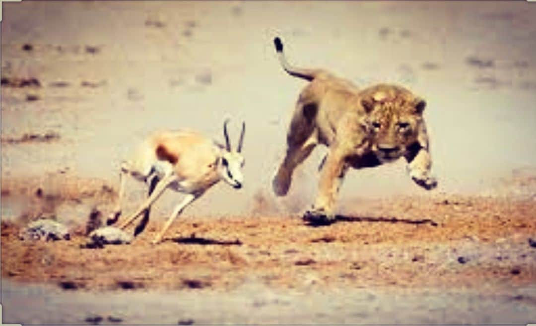 レイ・アレンさんのインスタグラム写真 - (レイ・アレンInstagram)「Every morning in Africa, a gazelle wakes up, it knows it must outrun the fastest lion or its dead. Every morning the lion wakes up, it knows it must run faster than the slowest gazelle or it will starve to death. This is the survival of the fittest! Whether you are the lion or the gazelle, when the sun comes up, you better hit the ground running! For us it may not be so severe, but if we don’t keep it moving we certainly get left behind! Movement is life! #run #survivalofthefittest」11月20日 4時43分 - trayfour