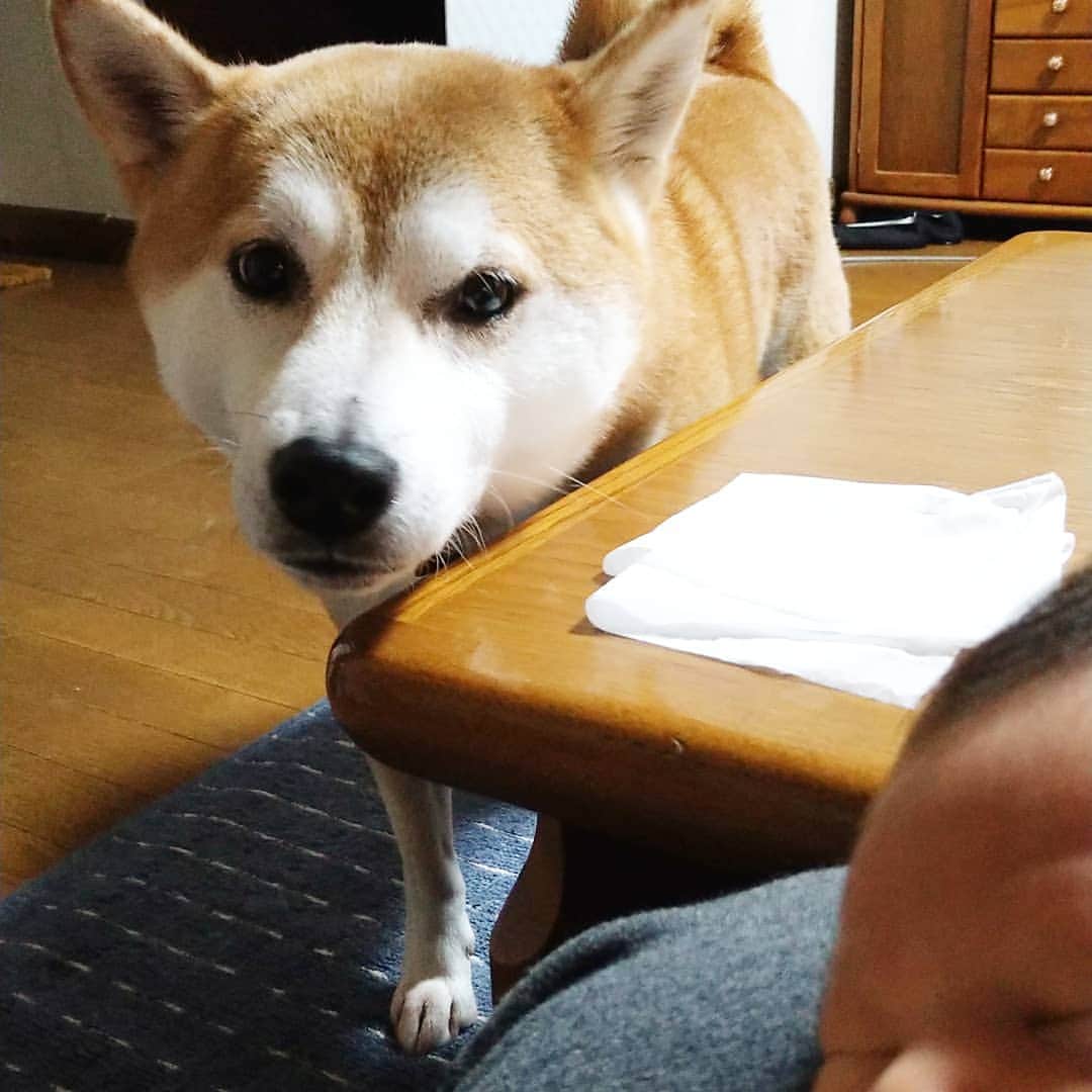 柴犬⭐️サスケのインスタグラム：「おはわん #柴犬 #犬ら部 #赤柴#わんだフォ #ふわもこ部 #茶助#pecoいぬ部 #shibagram #shibastagram #🐶📷 #🐶#プレイジム#気になるよね#2人で仲良く遊んで#茶助の兄貴#長男#いぬのいる暮らし #いぬのいる生活 #柴北会#北海道」