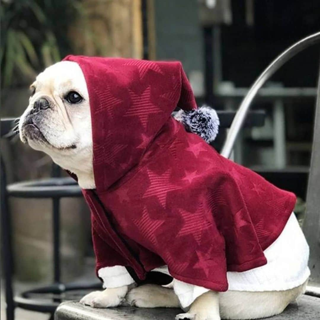 French Bulldogさんのインスタグラム写真 - (French BulldogInstagram)「Wizard Style Cloak Hoodie 🧙‍♂️🧙‍♂️🧙‍♂️ Exclusive in @frenchie.world shop 🛍🛍🛍 👉 LINK IN BIO 🔝 . . . . . #frenchie #frenchies #französischebulldogge #frenchbulldog #frenchbulldogs #dog #dogsofinstagram #frenchieworld #bully #bulldog #bulldogfrances #フレンチブルドッグ #フレンチブルドッグ #フレブル #ワンコ #frenchiesgram #frenchbulldogsofinstagram #ilovemyfrenchie #batpig #buhi #squishyfacecrewbulldog」11月20日 5時15分 - frenchie.world