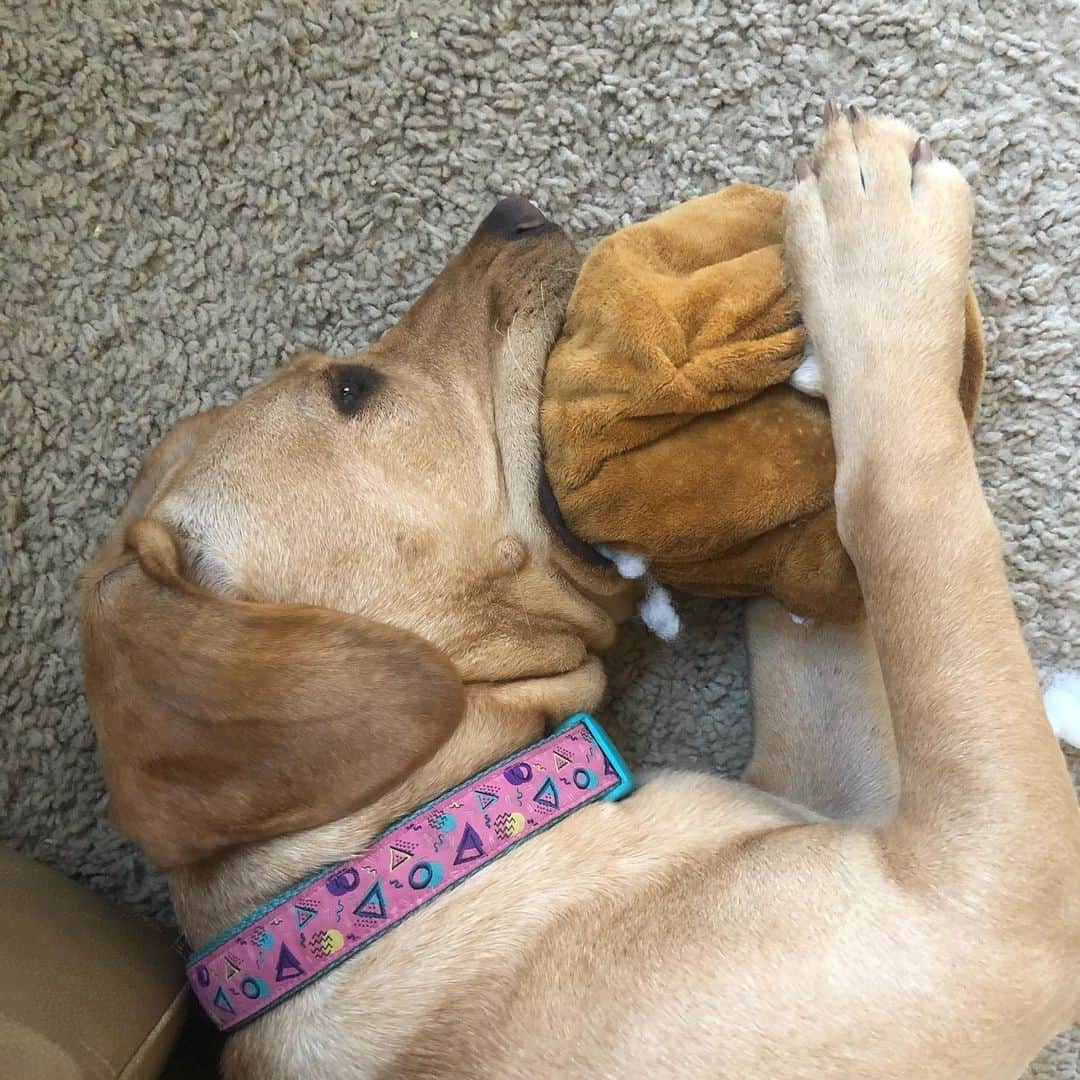 BarkBoxさんのインスタグラム写真 - (BarkBoxInstagram)「i caNNOT STOP LOOKING AT THIS PICTURE OF @holla_at_nala_gal_ AND OUR TURKEY TOY 🤣🦃⁠ ⁠ ⁠ ⁠ #barkboxday #turkeyday」11月20日 5時15分 - barkbox