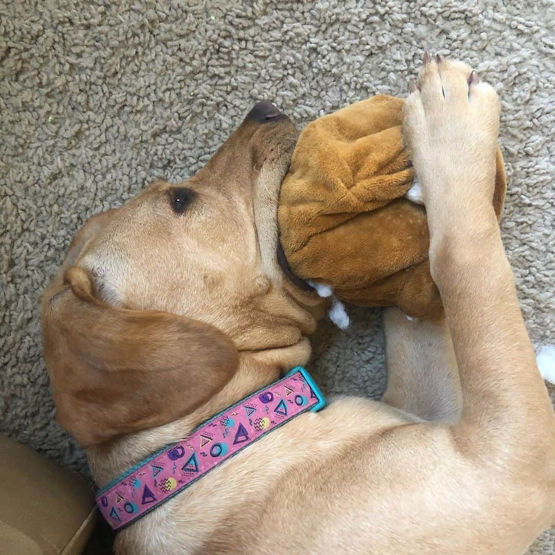 BarkBoxのインスタグラム