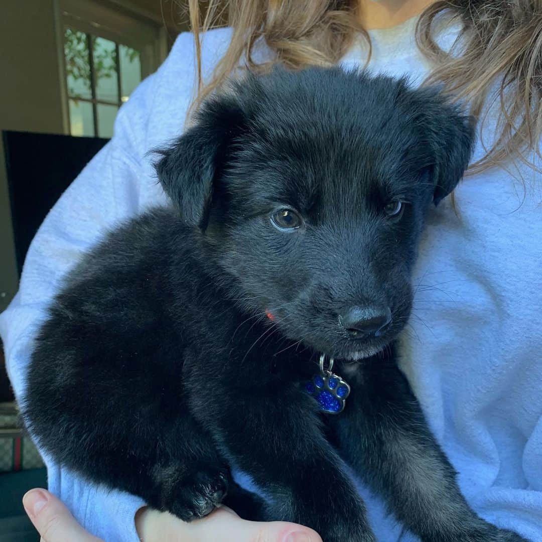 グレース・ビクトリア・コックスのインスタグラム：「✨update!!! Celandine is adopted!!!!!! She has the most AMAZING new fam!!✨ My foster 💘💘CELANDINE💘💘 u can apply to adopt her soon(!!) through @thelabellefoundation. She is the sweetest gal ever!!」