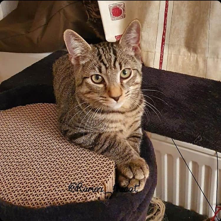 The Cats Of Instagramのインスタグラム：「“The king of my castle.” - @ramos_thecat」