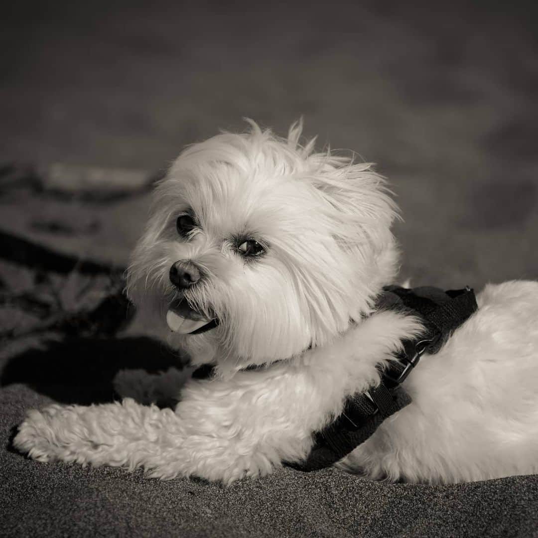 Toby LittleDudeのインスタグラム：「It is with much grief and heartache that I share the news that Toby passed away peacefully in my arms on November 6th.  Toby was and always will be the light in my life. He was my best friend, my world and I will forever cherish every day we spent together.  The pain and heartbreak is unbearable and difficult to put into words.  Rest in peace my forever puppy...」