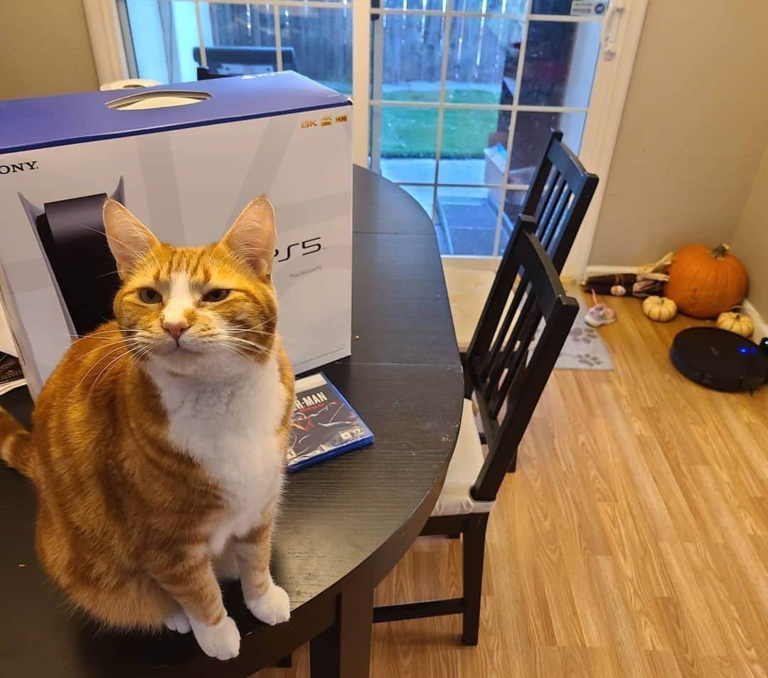 Aww Clubさんのインスタグラム写真 - (Aww ClubInstagram)「Hurry up hooman and open da box... I wanna get inside of it⠀ ⠀ 📷@a_ginger_named_copper⠀ ⠀ #meowed #agingernamedcopper #PS5 #playstation #📦」11月20日 6時00分 - meowed