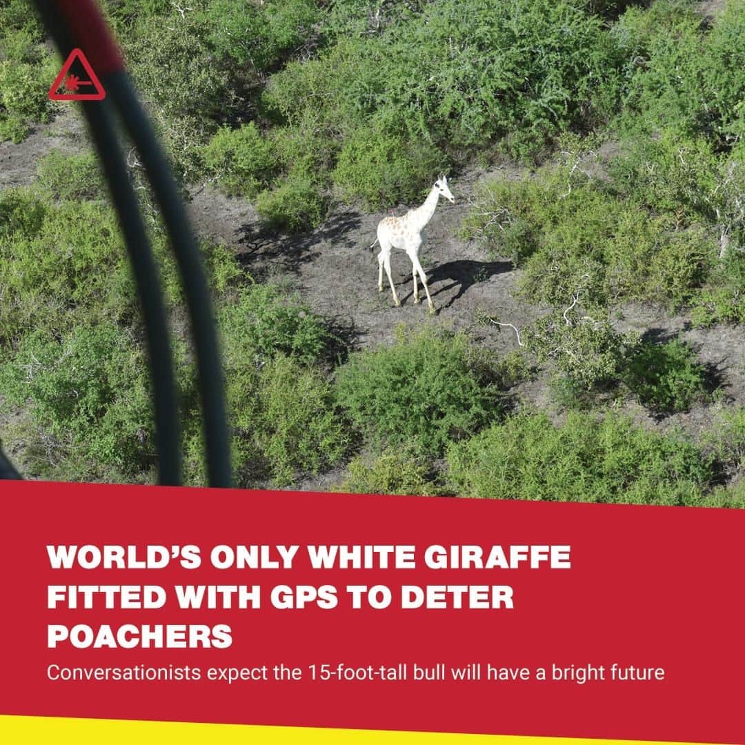クリス・ハードウィックさんのインスタグラム写真 - (クリス・ハードウィックInstagram)「With the GPS tracker, the conservationists’ goal is to keep the giraffe inside of a safe zone and away from poachers.⁠ link in bio」11月20日 6時01分 - nerdist
