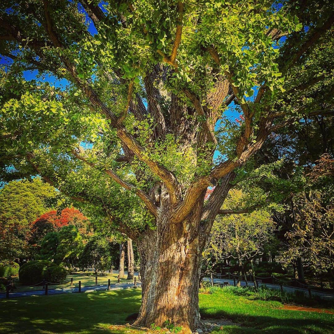 石田昌宏のインスタグラム：「国会の敷地内にある樹齢700年の大公孫樹。」