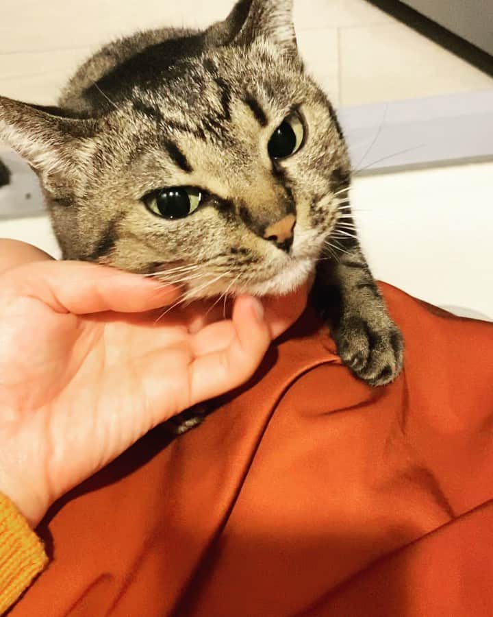 DJ mariennuのインスタグラム：「こんな所から失礼します。 日常baby🐈トイレ編 #cat #猫のいる生活　#猫スタグラム」