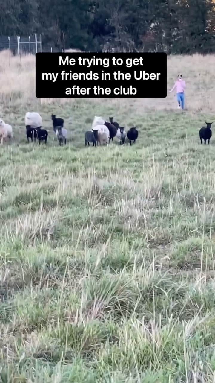 DYLAN MULVANEYのインスタグラム：「This was my first time sheep herding and it went pretty well #sheep #gay #animals #farm」