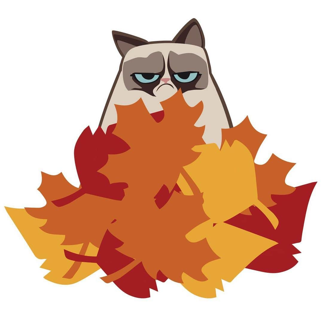 Grumpy Catさんのインスタグラム写真 - (Grumpy CatInstagram)11月20日 7時11分 - realgrumpycat