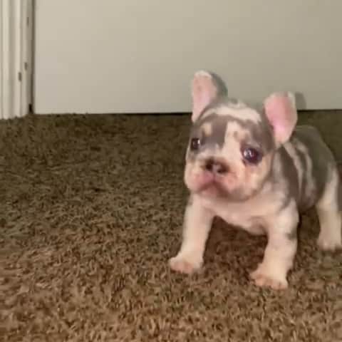 Oprahnbooのインスタグラム：「Lilac tri merle.  That carries cream.  #frenchie #frenchbulldog #tag #share #dogoftheweek #doggie#dogslife」
