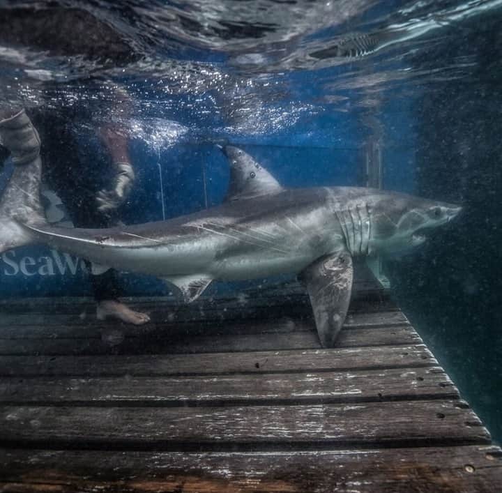 Costa Sunglassesのインスタグラム：「Protect what's out there.  Tag along with the @OCEARCH crew and learn more about their most recent expeditions at the link in our bio. 📷: @chrisrossphotodotcom #SeeWhatsOutThere #BornOnTheWater」