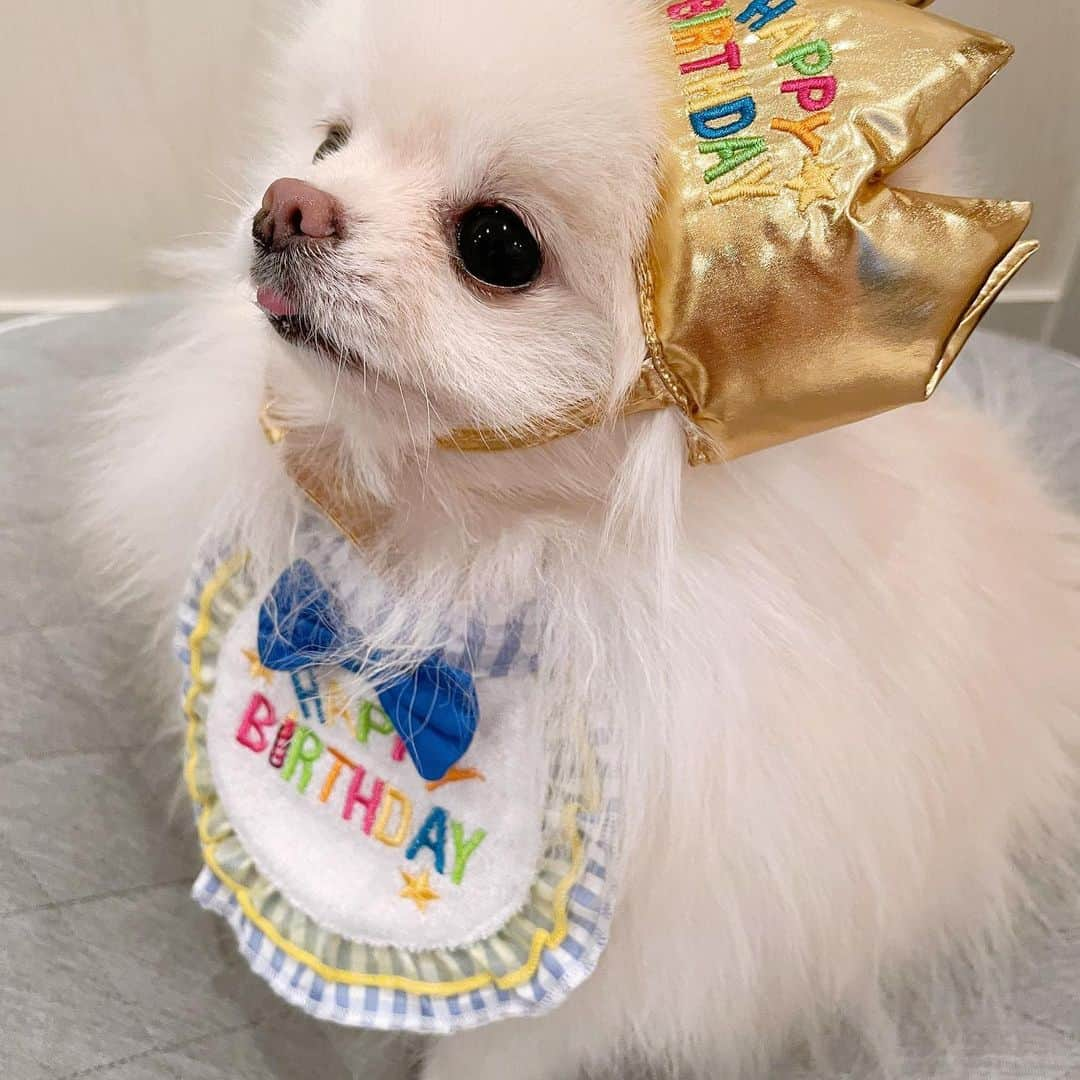 西脇彩華さんのインスタグラム写真 - (西脇彩華Instagram)「＊ 我が家のアイドル🐶✨笑 むにちゃん♀が3歳になりました💕🎂🥳 ・ むにちゃんを迎えにいった初対面の日が昨日のことのように感じます💜🤍 本当に、毎朝むにちゃんに会うたびにその時を思い出しています。😭😭😭😭(親バカ) 小さすぎて、なかなか体調が安定しなかった赤ちゃんのとき。。心配ばっかりでしたが、無事3歳😭😭💘 最近は病気ひとつせず毎日元気に過ごしてくれて本当にうれしい。 この調子でいきましょう🌟🥳 ・ これからも沢山思い出を作ろうね🎉❣️ ・ 相変わらずいっつもべろでてること気づいてないけどww そんなむにちゃんだいすきだよ🐶💕 ・ 2020.11.18🎉 ・ #dogstagram #わんすたぐらむ #いぬすたぐらむ #pomeranian #pomestagram #ポメラニアン #ホワイトポメラニアン #小型犬 #犬のいる生活　#birthdaygirl」11月20日 7時37分 - chapon_930