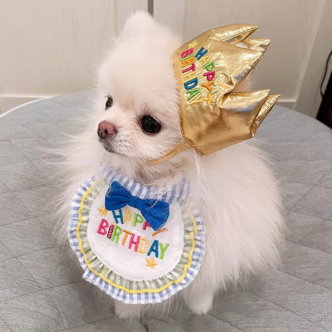 西脇彩華さんのインスタグラム写真 - (西脇彩華Instagram)「＊ 我が家のアイドル🐶✨笑 むにちゃん♀が3歳になりました💕🎂🥳 ・ むにちゃんを迎えにいった初対面の日が昨日のことのように感じます💜🤍 本当に、毎朝むにちゃんに会うたびにその時を思い出しています。😭😭😭😭(親バカ) 小さすぎて、なかなか体調が安定しなかった赤ちゃんのとき。。心配ばっかりでしたが、無事3歳😭😭💘 最近は病気ひとつせず毎日元気に過ごしてくれて本当にうれしい。 この調子でいきましょう🌟🥳 ・ これからも沢山思い出を作ろうね🎉❣️ ・ 相変わらずいっつもべろでてること気づいてないけどww そんなむにちゃんだいすきだよ🐶💕 ・ 2020.11.18🎉 ・ #dogstagram #わんすたぐらむ #いぬすたぐらむ #pomeranian #pomestagram #ポメラニアン #ホワイトポメラニアン #小型犬 #犬のいる生活　#birthdaygirl」11月20日 7時37分 - chapon_930