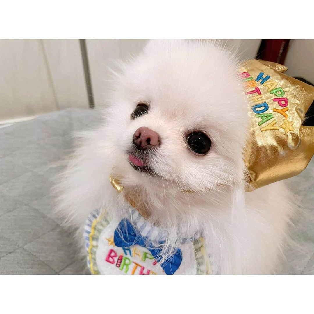 西脇彩華さんのインスタグラム写真 - (西脇彩華Instagram)「＊ 我が家のアイドル🐶✨笑 むにちゃん♀が3歳になりました💕🎂🥳 ・ むにちゃんを迎えにいった初対面の日が昨日のことのように感じます💜🤍 本当に、毎朝むにちゃんに会うたびにその時を思い出しています。😭😭😭😭(親バカ) 小さすぎて、なかなか体調が安定しなかった赤ちゃんのとき。。心配ばっかりでしたが、無事3歳😭😭💘 最近は病気ひとつせず毎日元気に過ごしてくれて本当にうれしい。 この調子でいきましょう🌟🥳 ・ これからも沢山思い出を作ろうね🎉❣️ ・ 相変わらずいっつもべろでてること気づいてないけどww そんなむにちゃんだいすきだよ🐶💕 ・ 2020.11.18🎉 ・ #dogstagram #わんすたぐらむ #いぬすたぐらむ #pomeranian #pomestagram #ポメラニアン #ホワイトポメラニアン #小型犬 #犬のいる生活　#birthdaygirl」11月20日 7時37分 - chapon_930