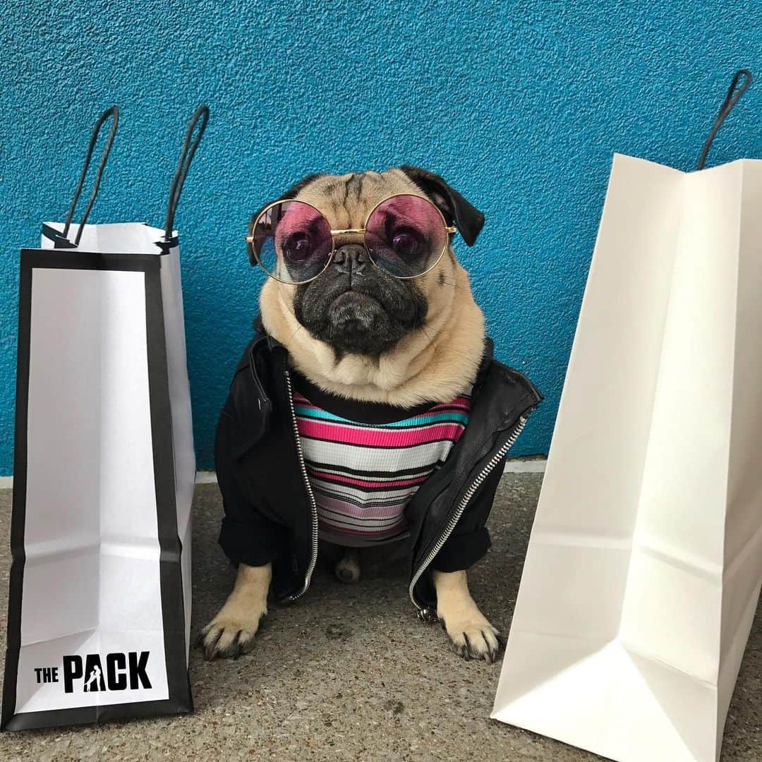 itsdougthepugさんのインスタグラム写真 - (itsdougthepugInstagram)「“Doing what I do best” -Doug #ad • Had a #packedweekend of shopping - so excited for this weekend! Be sure to check out PackedWeekend.com to find exciting deals in ur neighborhood and everywhere online, all in celebration of @thepackonprime!! And don't forget to tune into the #ThePackTV streaming on @amazonprimevideo tomorrow!」11月20日 7時40分 - itsdougthepug