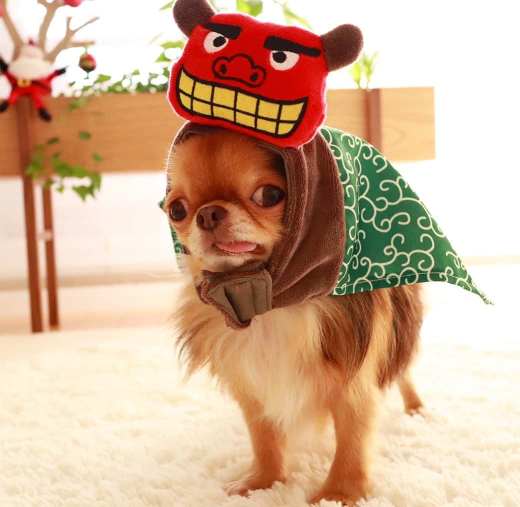 kayoのインスタグラム：「* * * やたら似合う😂 * * kulio❤️ * * #獅子舞 #顔がふたつ * #chihuahua#chihuahualove#dogstgram#dog#instadog#チワワ#チワワ大好き#チワワのいる暮らし * * *」