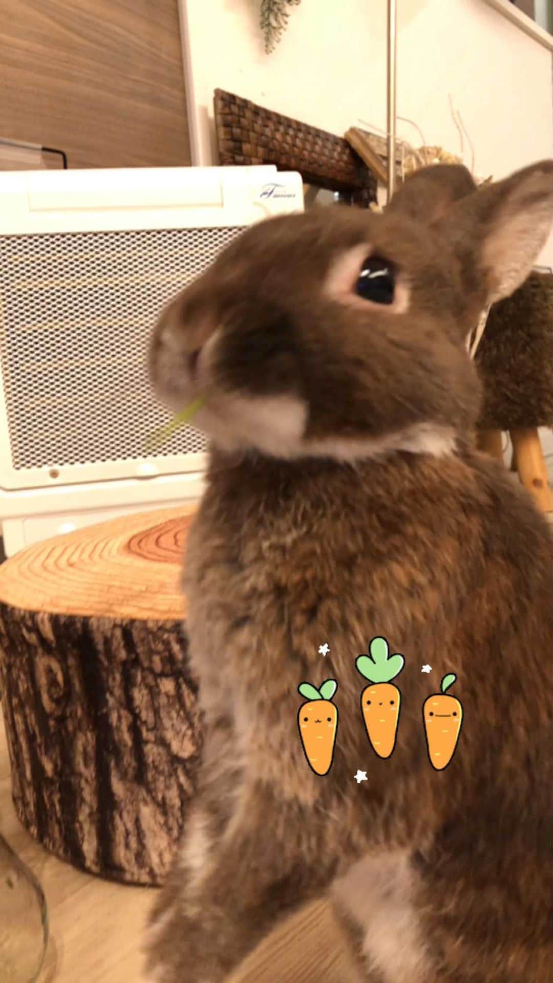 yun.ゆんのインスタグラム：「march.lemon🐻🍋 おはようございます🌞 にんじん、にんじん。🥕 大好きでしゅよ〜。💕 . . リールは楽しい音楽入れられるから好きです。 ピタゴラスイッチのこの曲がいつも候補にはいってくるので レモンはチロ目で一生懸命😂 仲良く、分けっこしてました。🥕 . . ♪ ♪ ♪」