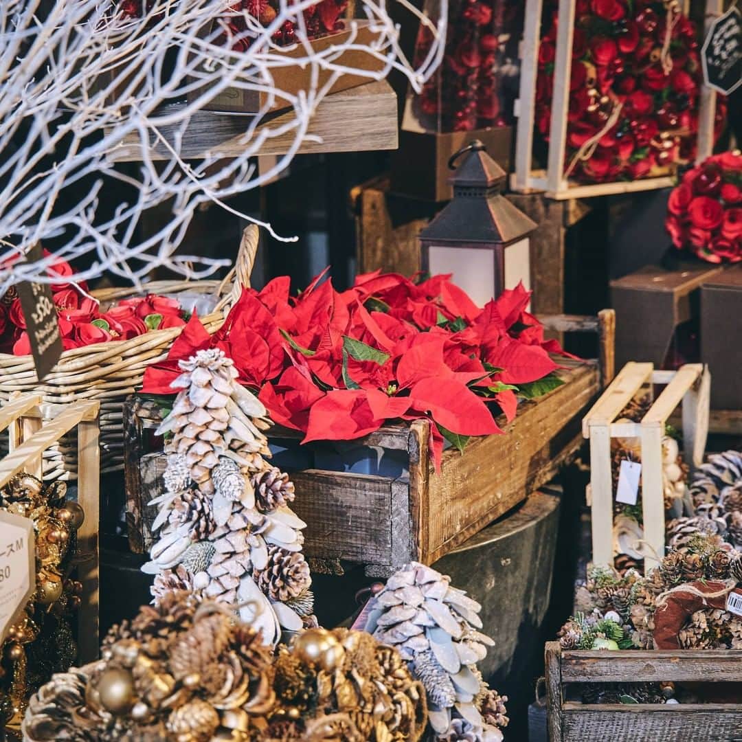 青山フラワーマーケットさんのインスタグラム写真 - (青山フラワーマーケットInstagram)「クリスマスを彩る花 #ポインセチア が、青山フラワーマーケットの店頭にも並び始めました。  11月ともなるとクリスマスはまだ先、と思いがちですが、青山フラワーマーケットのこだわりのポインセチアは、11月中旬から入荷が始まり、12月に入るともう品薄に・・・ そのため、選んで購入できるのは、まさに「今」。  赤とグリーンが作り出すとてもシンプルな美しさは、生産者さんの丁寧できめ細やかなお手入れの賜物です。 おうち時間がいつもより少し長めの今年の冬だからこそ、この美しさを身近で、ぜひ。  ▼ポインセチアのお手入れ方法 ポインセチアを弱らせてしまう原因のほとんどは、水のやりすぎです。 土が乾き、苞（ほう。花のように見える赤い部分）が下がってきたら、鉢底から流れ出るまでたっぷり水を与えます。受け皿を使用している場合は、残った水を必ず捨てるようにしましょう。そのままにしておくと、根腐れの原因になります。 暖房の風が直接当たらないよう注意し、室内の日光がよくあたる場所に置いてお楽しみください。  #クリスマス #クリスマス装飾 #aoyamaflowermarket #青山フラワーマーケット #花 #花のある暮らし #花のある日常 #インテリアフラワー #livingwithflowerseveryday」11月20日 8時10分 - aoyamaflowermarket