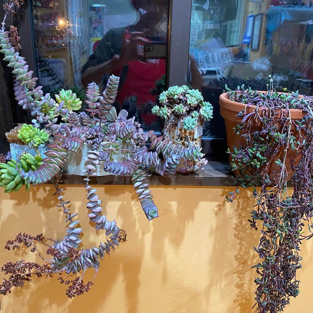 のインスタグラム：「#多肉植物  外に出しっぱなしだった多肉を窓辺に戻しました。溢れている子、瀕死の子、いろいろですが室内のグリーンって落ち着く…  #自家製天然酵母のパン屋さんカンパーニュ　#盛岡のパン屋さん　#魔女菅原」