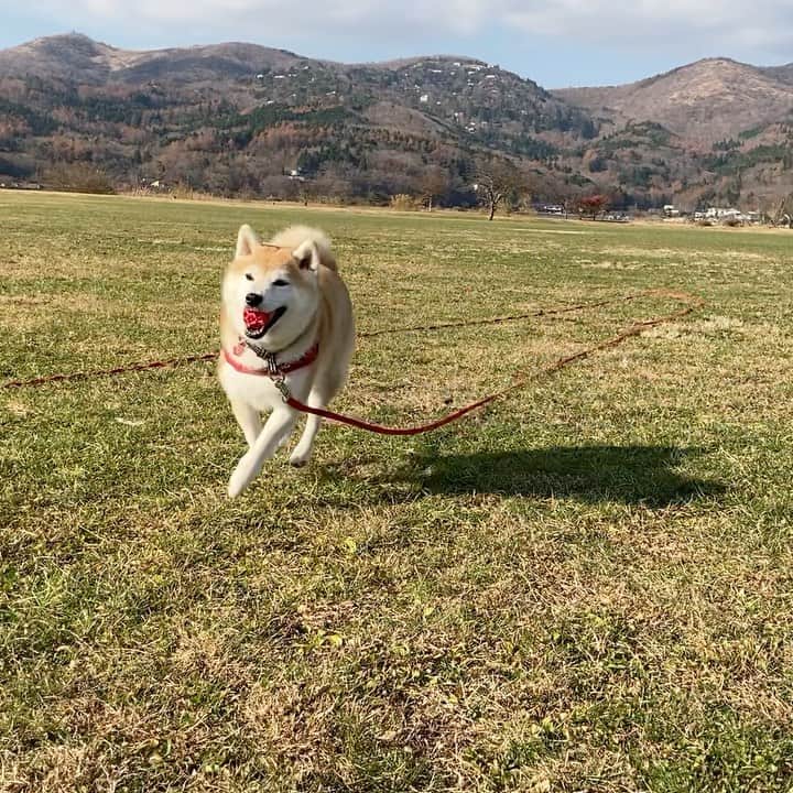 のインスタグラム：「広々とした公園でボール遊び〜 #ボール遊び #ママとてん #駆けてくる乙女 #山中湖」