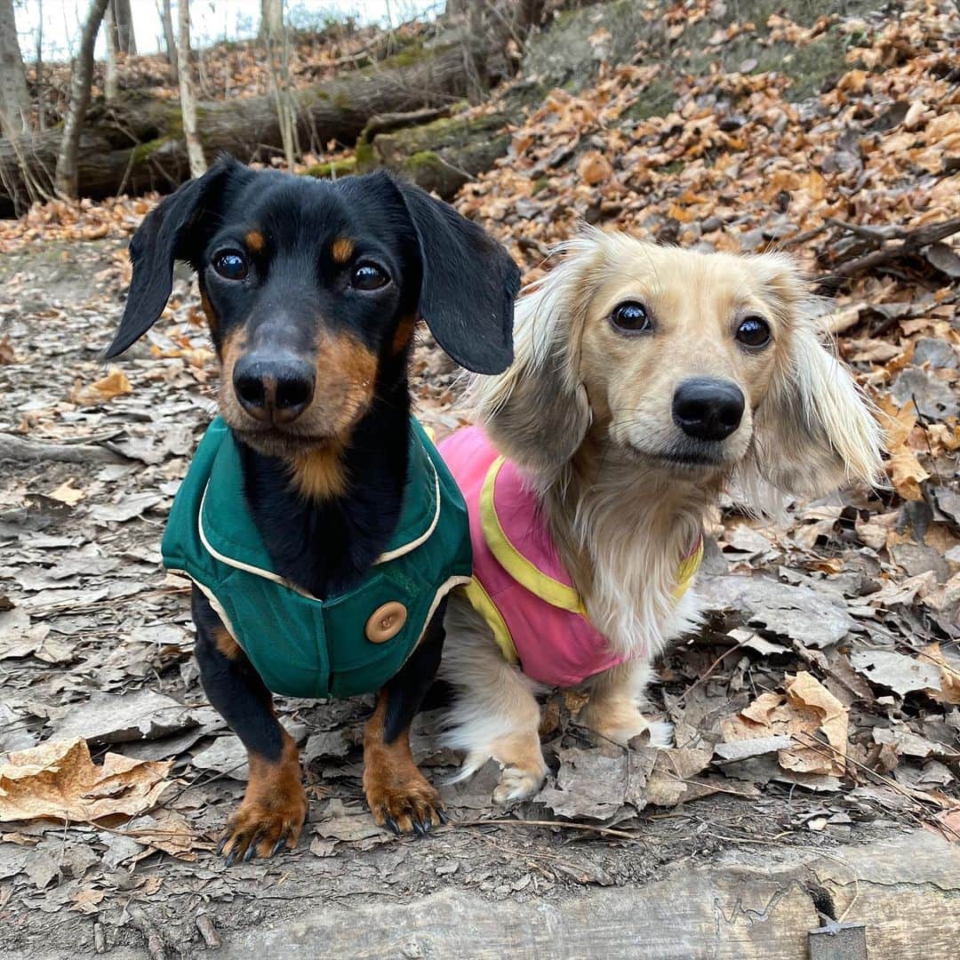 Crusoe the Celebrity Dachshundのインスタグラム：「“Small feets, big walks..😉” ~ Crusoe」