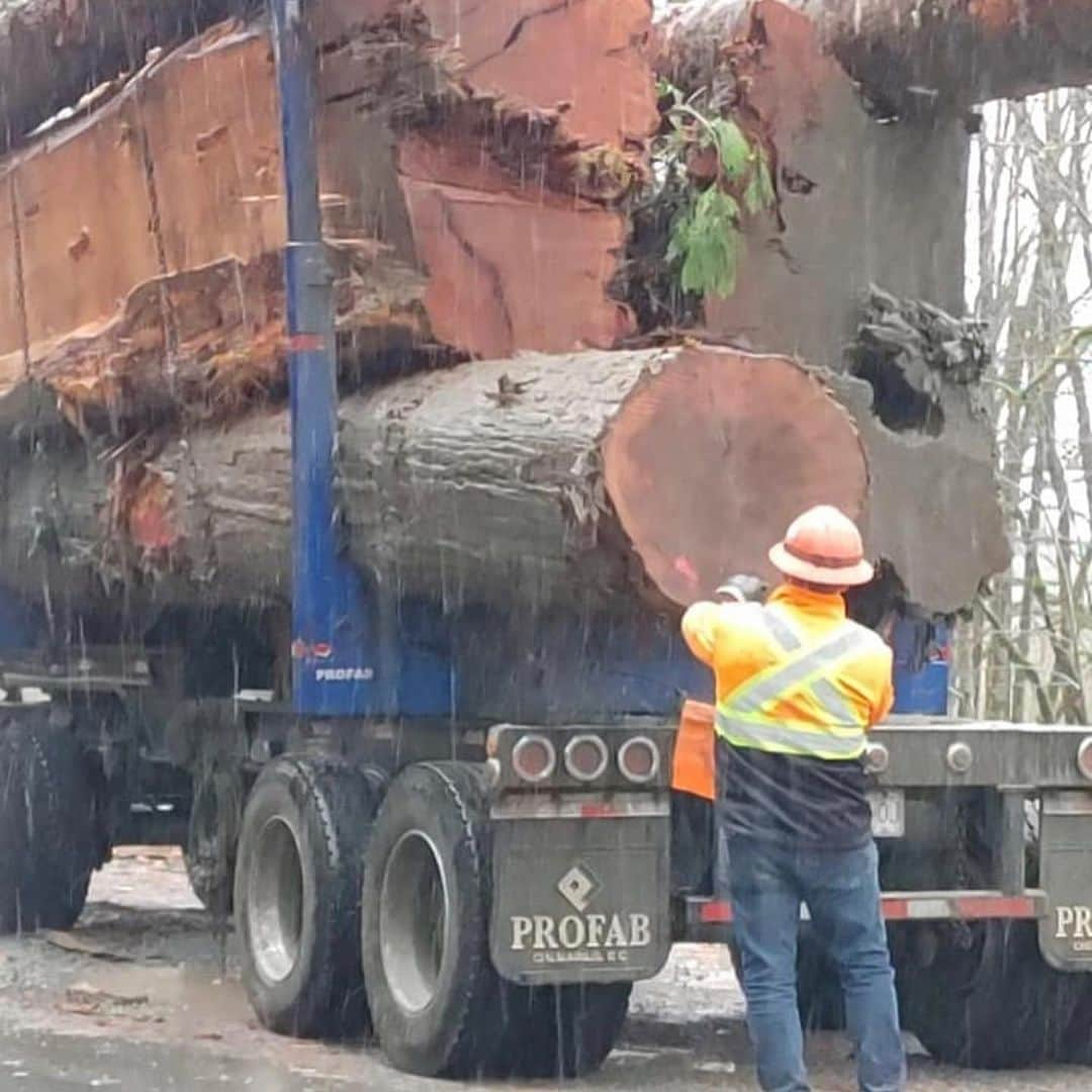 ブライアン・アダムスさんのインスタグラム写真 - (ブライアン・アダムスInstagram)「Cutting down ancient trees in British Columbia? What are we living back in the 1900’s? Support @fairycreekblockade on Vancouver Island. Go to gofundme.com and look up Fairy Creek. #fairycreekblockade #treehuggers #savetheforests #saveoldgrowthforests #ecowarrior」11月20日 8時26分 - bryanadams