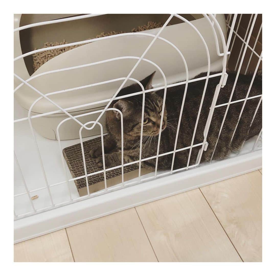 こむぎのインスタグラム：「* うさぎちゃんのこと！ ストーリーにはアップしていましたが、現場脱出しましたー👏  病院へ受診し、全体的な健康チェックは概ね問題なし🙆‍♀️ 我が家で一泊して、翌日預かりさん宅へお届けしました！！ 預かりさん宅は岐阜県内なので引き続き岐阜で里親様募集中です🤗 安心できる場所でしっかりうさぎちゃんのお世話をしてもらえるので、少しずつ人馴れしてくれるといいな☺️ うさぎちゃん頑張って💪  預かりさんは以前にも崩壊現場へお掃除のお手伝いに来てくださったとても優しいご夫婦で、その時はお引越し前だったのですが、お引越し後落ち着いた今預かりさんのお願いをしたところ快くOKしてくださいました😭 先住猫の黒猫2匹と暮らしているので、のんびり仲良くしてね☺️  お届け後もちゅーるをすぐに食べて、夜もパウチ完食！ ウンチもおしっこもちゃんとトイレでできました〜えらい😭👏  口内炎は軽度でしたが、歯石はついてたのでもしかすると歯石を預かりさん宅にいる間に取っていただくことになるかもですが、まずはうさぎちゃんが新しい環境に慣れてからだね☺️  1枚目と動画は預かりさん宅へお届け直後。 3枚目の写真は我が家でザビエル首輪つけてみました〜可愛い😍  うさぎちゃんは引き続き里親募集しておりますので、ピンと方は私の方までご連絡ください〜🤗 #岐阜多頭崩壊レスキュー  #里親募集 #里親募集中  さてさて！ 今日は現場に残っているくろくん、まがりくんの病院と我が家でのお世話がスタートします！ この2匹は東京の里親さん宅でトライアル予定ですー！ 残る3匹、くまおくん、ししくん、かもめくん…。 寂しくなるね、早く預かり先や里親さんが見つかるといいなー😭💦 預かりさん、里親さん随時募集中です！ どうかよろしくお願いしますー🙏🏻🙏🏻」