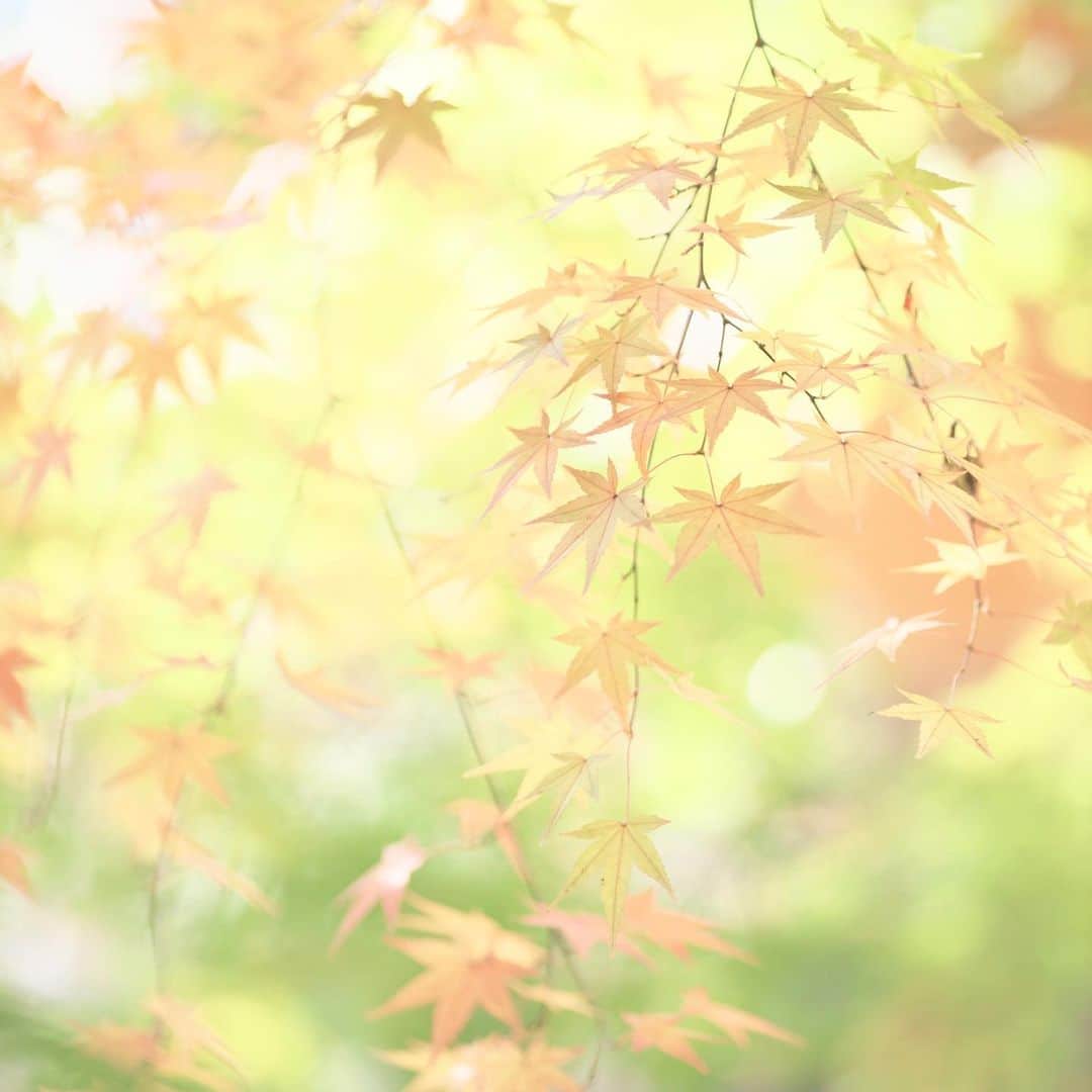 kiccyomuのインスタグラム：「☔️ 2020.11.20 Fri #九品仏 #浄真寺 まだオレンジ色… 赤色に変身待ちの #紅葉 🍁 良いタイミングで再会出来ますように😊  天気が悪そうだけど… 今日も元気に🤗   location #東京 📷撮影 2020年11月15日」