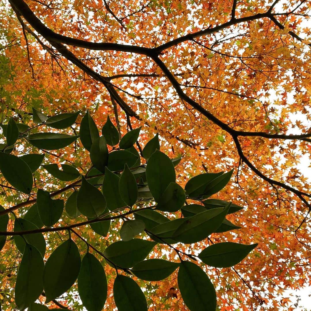 TOGGYさんのインスタグラム写真 - (TOGGYInstagram)「昨日夕方からの風雨で 庭の山紅葉の葉も散り始め…  まだ色付いてない葉もあるのに。  もう少し楽しませてちょうだい！」11月20日 8時21分 - dj_toggy