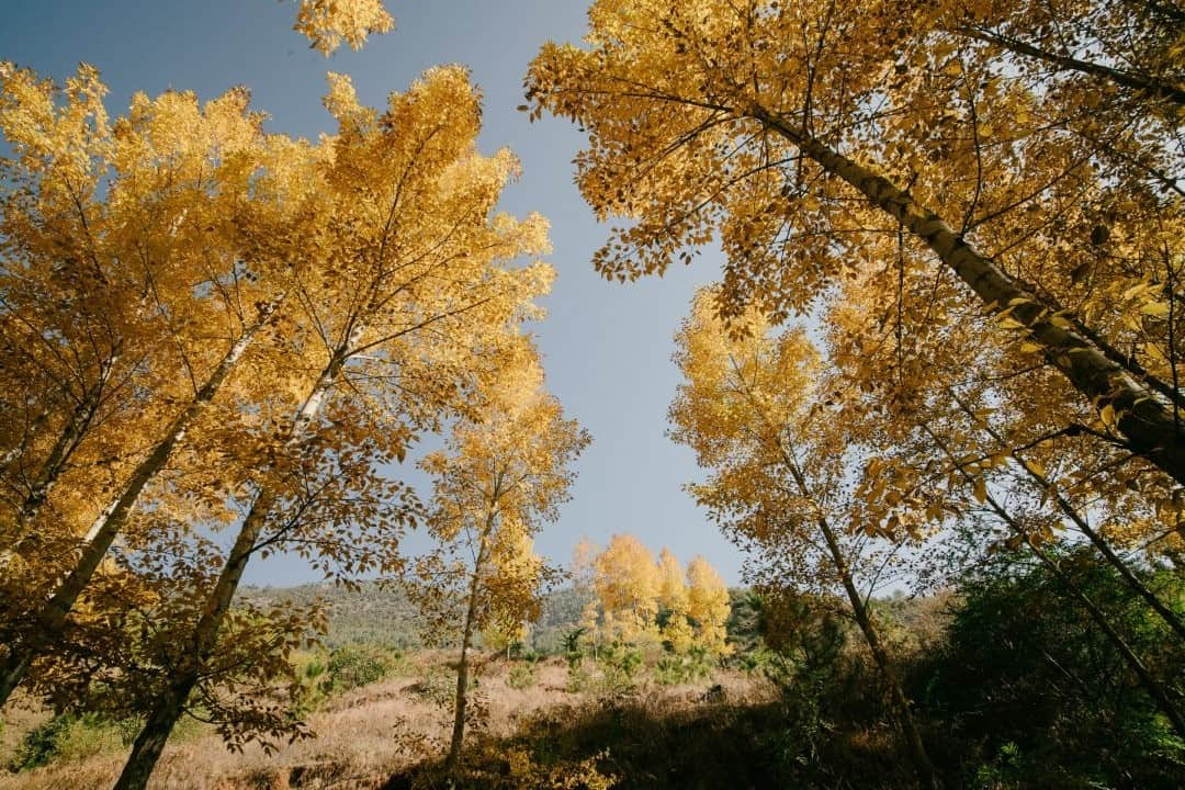 National Geographic Travelさんのインスタグラム写真 - (National Geographic TravelInstagram)「Photo by @kiliiiyuyan / Autumn colors explode in this birch plantation in central China's southwestern Yunnan Province. With a population of 1.4 billion, nearly all of China's wildlands are heavily altered by people, but the restorative powers of nature are appreciated enough to maintain places like this. Follow me @kiliiiyuyan for more from the wildlands. #china #yunnan #landscape」11月20日 8時36分 - natgeotravel