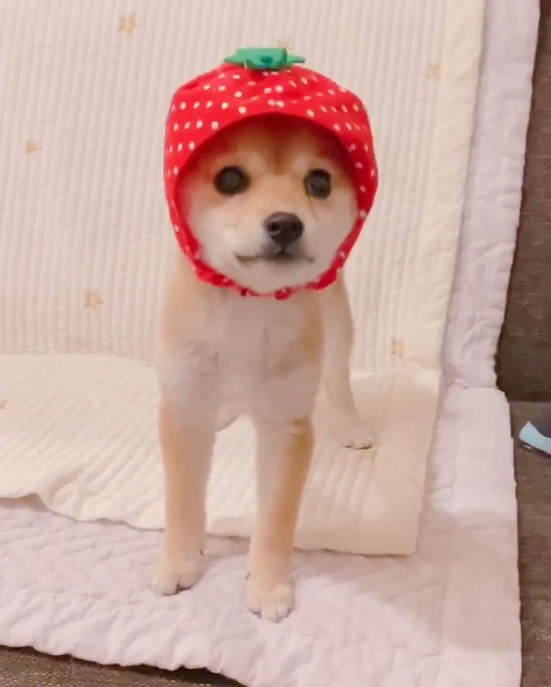 豆柴にこちゃんさんのインスタグラム写真 - (豆柴にこちゃんInstagram)「🐶 おはよー たまいちご🍓  #柴犬#豆柴#pecoいぬ部#犬#shibastagram#petstagram#犬#犬のいる暮らし#shibainu#dog#mameshiba#pecotv#いぬのきもち部#しばいぬ#しばけん#こいぬ#シバイヌ#狗#ペット#子犬#puppy#pet#시바견#강아지#개#instacute#barked#9gag#9gagpets」11月20日 8時50分 - nikochan.mame48