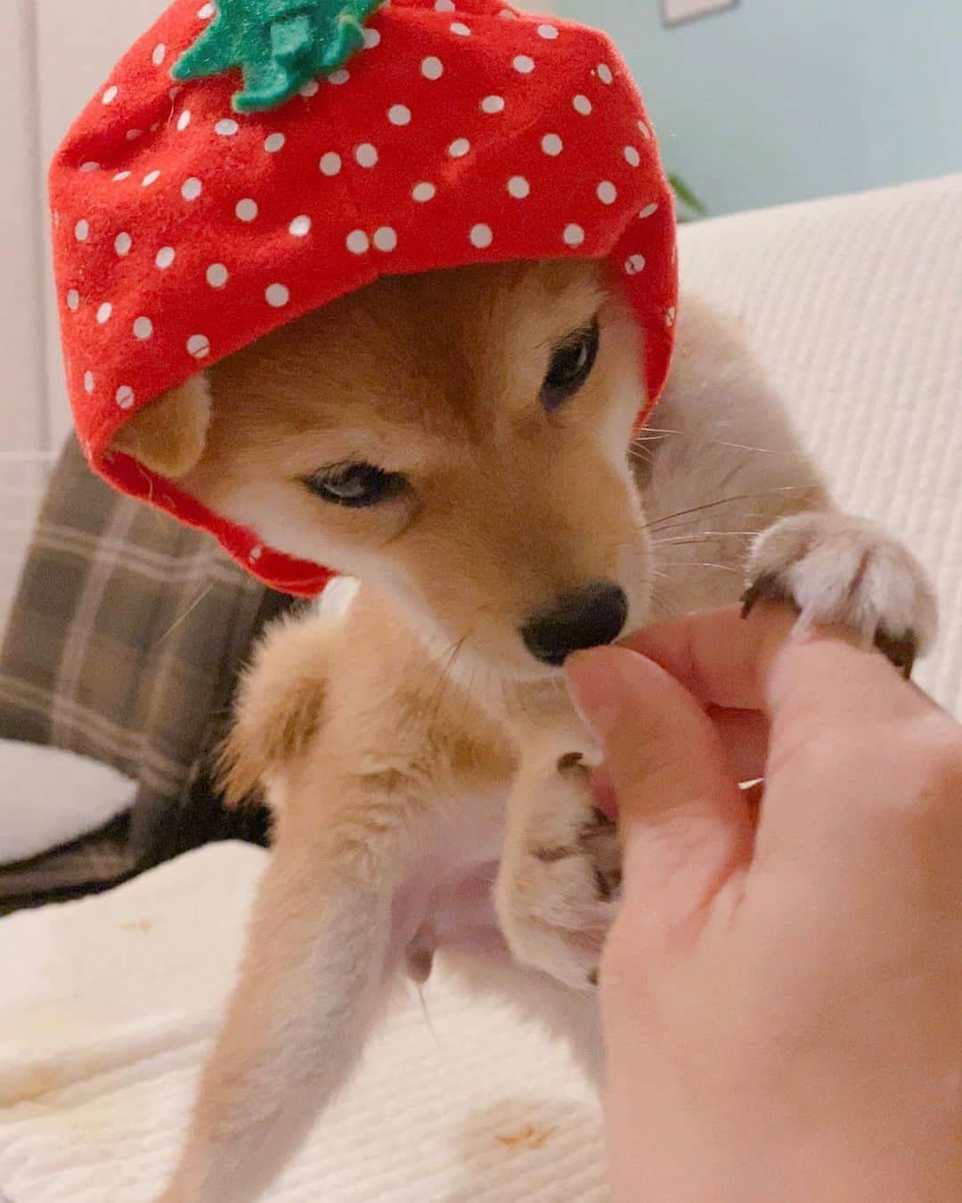 豆柴にこちゃんさんのインスタグラム写真 - (豆柴にこちゃんInstagram)「🐶 おはよー たまいちご🍓  #柴犬#豆柴#pecoいぬ部#犬#shibastagram#petstagram#犬#犬のいる暮らし#shibainu#dog#mameshiba#pecotv#いぬのきもち部#しばいぬ#しばけん#こいぬ#シバイヌ#狗#ペット#子犬#puppy#pet#시바견#강아지#개#instacute#barked#9gag#9gagpets」11月20日 8時50分 - nikochan.mame48