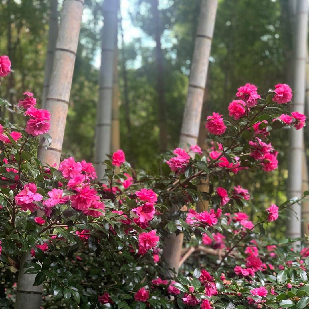 クリス智子さんのインスタグラム写真 - (クリス智子Instagram)「山茶花。 先週から少しずつ咲き、この数日は、はじけるようにパンパンと、見るたびに花が増えるようで、今朝はこんなに。 いつもこの時期に咲きますが、この静かな勢いは、 あたたかさもあるかなぁ。」11月20日 8時59分 - chris_tomoko