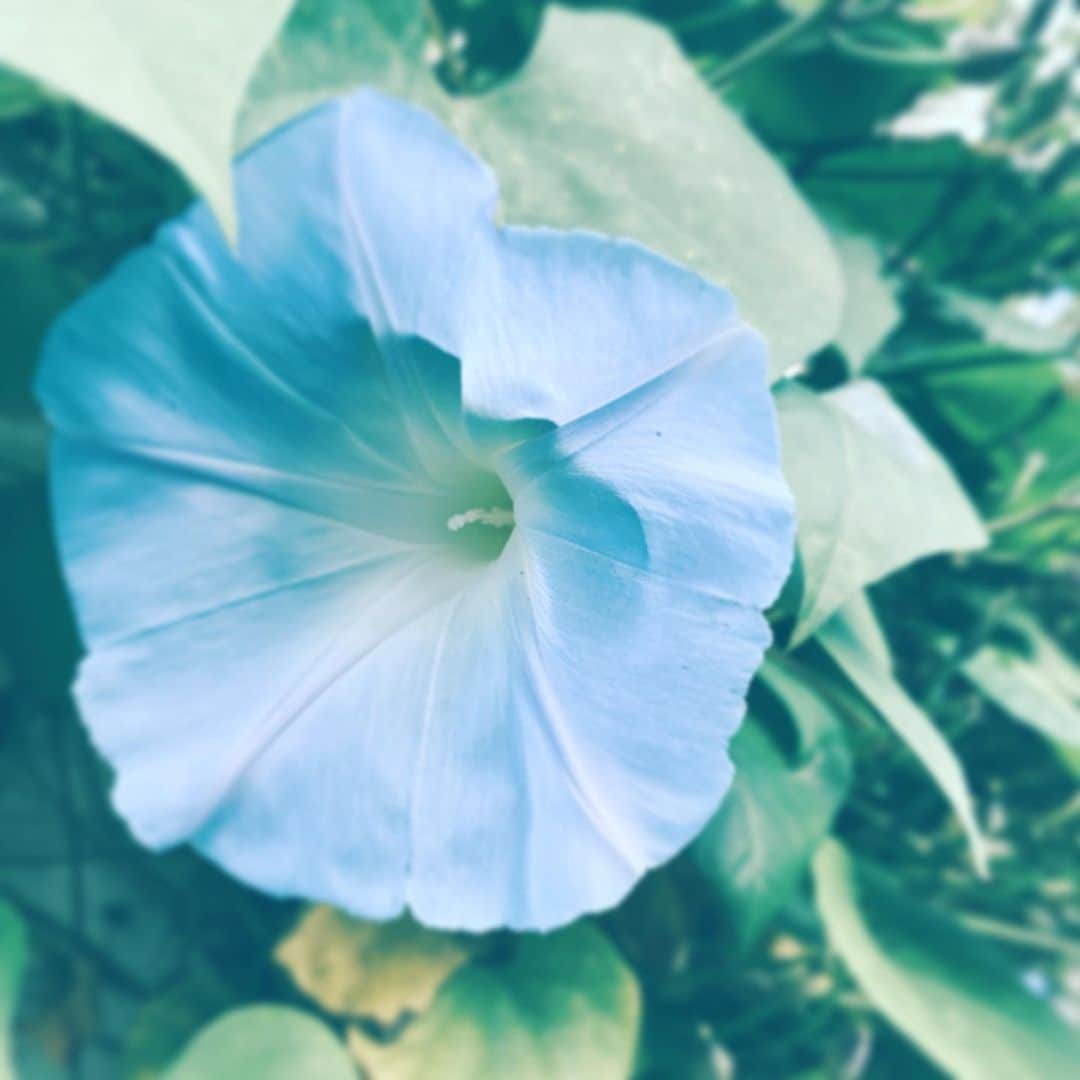 中野敬久さんのインスタグラム写真 - (中野敬久Instagram)「#flower #flowersoflife #blue #hope #lookonthebrightside」11月20日 9時05分 - hirohisanakano