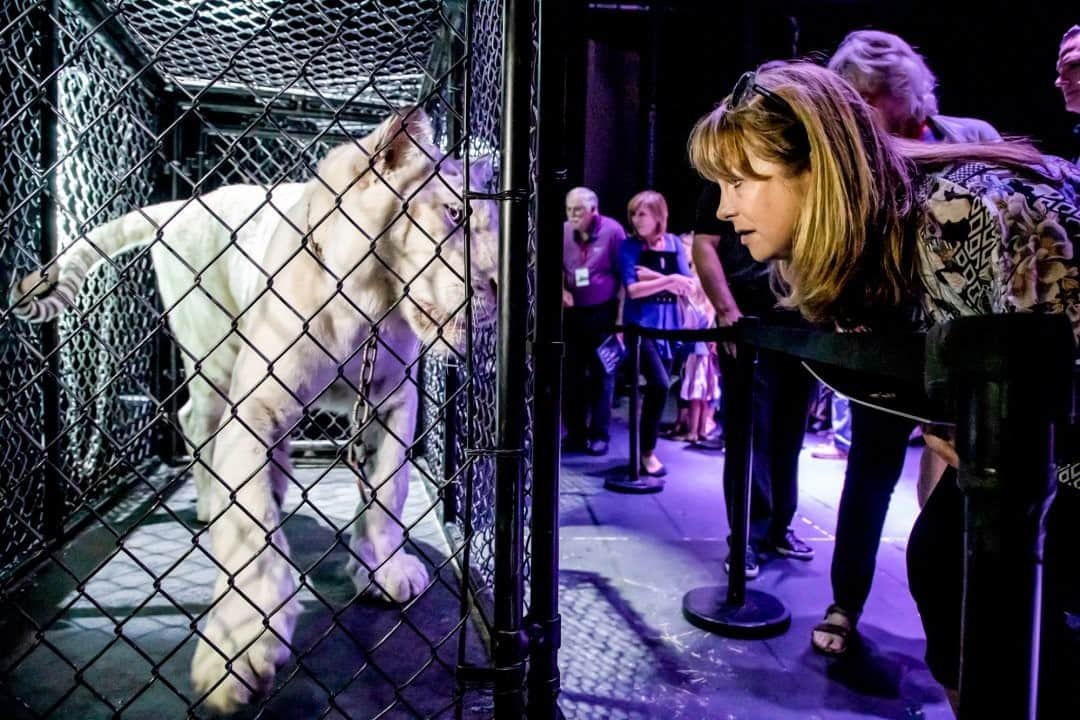 ナショナルジオグラフィックさんのインスタグラム写真 - (ナショナルジオグラフィックInstagram)「Photo by @stevewinterphoto / At a VIP event an attendee looks at two tigers in their traveling cages before a show. There are only 3,900 tigers left in the wild! We need to fight for the right of tigers to live peacefully and without being killed for the traditional medicine market, tiger bone wine, tiger skin furniture, and other trade.  Our animal family is so much like us—they find mates, have kids, feed themselves and their families. If we can find a way to believe that they think, feel, and have emotions, maybe we can treat them better—and ensure their future on this planet.  Check out Nat Geo's link in bio for more on this story.」11月20日 9時35分 - natgeo