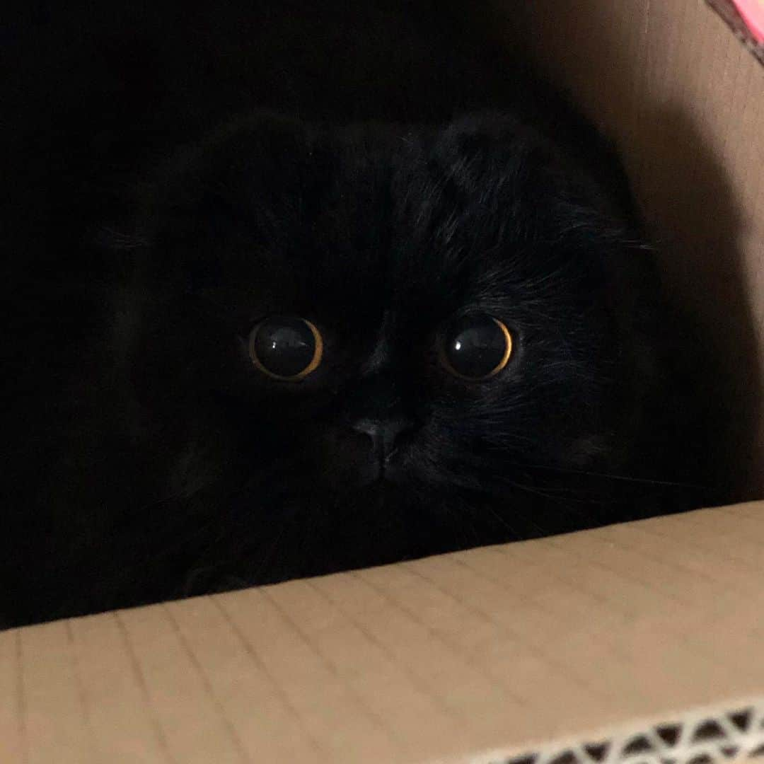 ギモさんのインスタグラム写真 - (ギモInstagram)「🌙 🌙 어둠 속 초승달 두 개 #cat #gimo #고양이덫 #📦 #귀엽긤」11月20日 9時55分 - 1room1cat