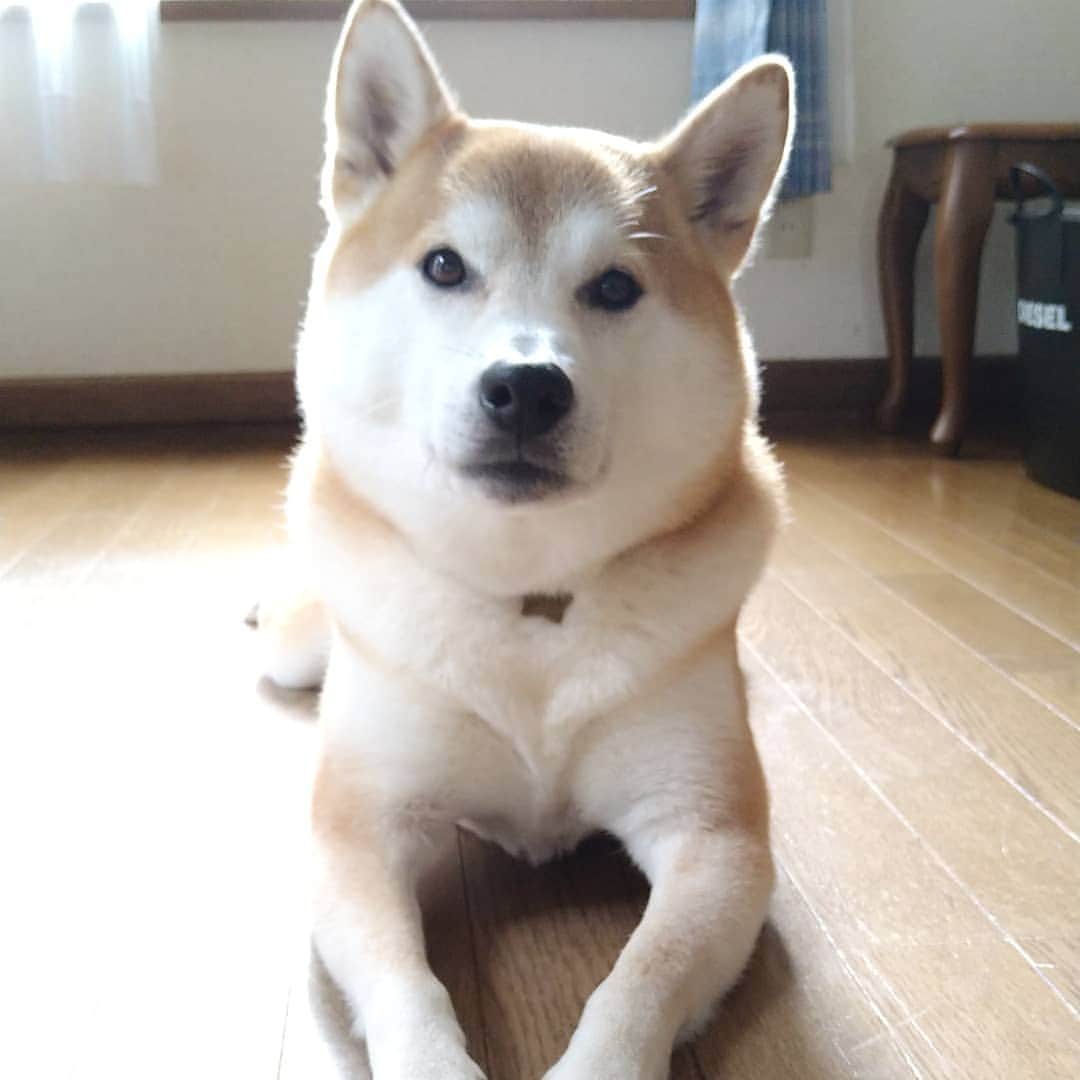 柴犬⭐️サスケのインスタグラム：「おはわん #柴犬#赤柴#犬ら部 #ふわもこ部 #わんだフォ #いぬのいる生活 #いぬのいる暮らし #pecoいぬ部 #shibastagram #shibasnap #shibagram #🐶📷 #🐶#柴北会 #北海道#長男」
