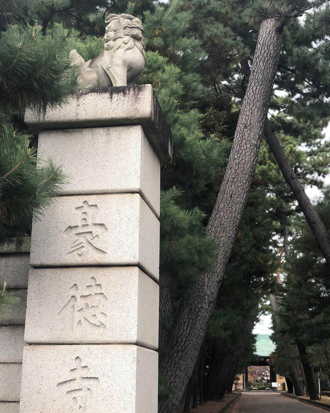 吉岡麻由子さんのインスタグラム写真 - (吉岡麻由子Instagram)「散歩。﻿ ﻿ 豪徳寺。﻿ ﻿ 気持ちが良い。﻿ ﻿ なんかじめっとして雨降りそうだけど。﻿ ﻿ でも気分は良い。﻿ ﻿ #あさんぽ﻿ #豪徳寺﻿#寺#招き猫 #秋﻿ #🍁#😺」11月20日 10時04分 - mayuko.1017