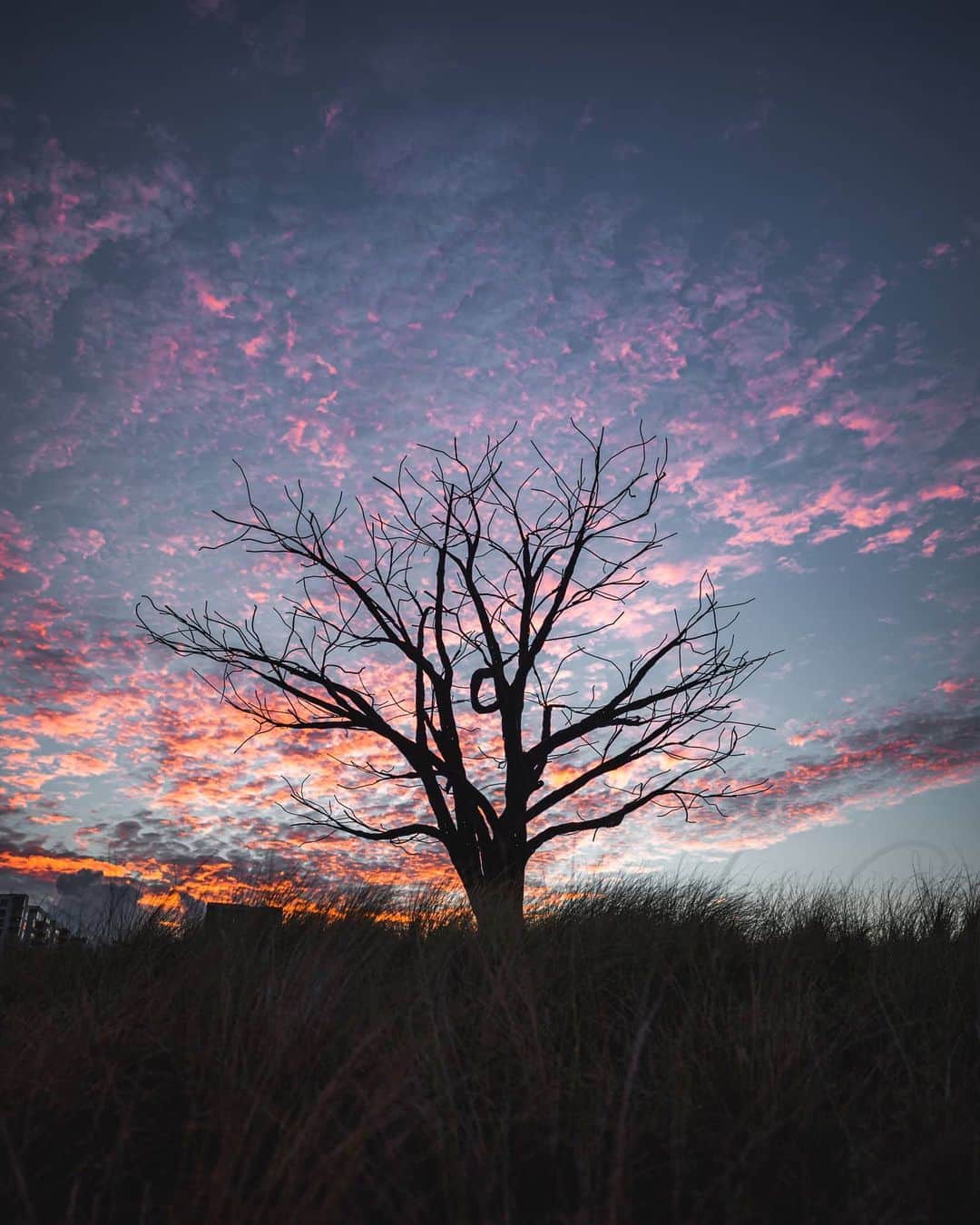 Canon Asiaのインスタグラム：「You don't have to always go overboard with colours! Keep it minimal like this shot by Danial!  . The streaks of colours from the sky contrast stunningly against the silhouette backdrop of the tree and the field ✨  Danial also shares that photographing this alongside fellow photographers made the moment even more beautiful as the colours burst across the sky. Here's to more moments of photography bringing people together ♥️ . 📷 Image by @_deardanial on Instagram using the Canon EOS 5D Mark IV • EF16-35mm f/2.8L III USM • f/2.8 • ISO 200 • 1/320 • 24mm . Got a stunning shot you're proud of? Tag them with #canonasia or submit them on My Canon Story, link in bio! . #canonasia #photography #explore #composition #colours #canon #symmetry #lens #inspiration #subject #landscape #sky #evening #silhouette」