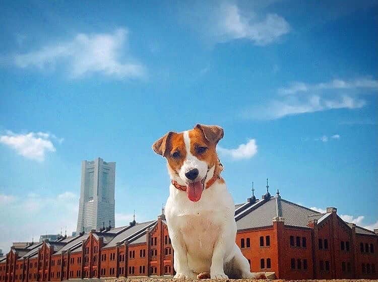 横浜赤レンガ倉庫さんのインスタグラム写真 - (横浜赤レンガ倉庫Instagram)「「#赤レンガでわんさんぽ フォトコンテスト」結果発表📸🐶  たくさんのご応募、ありがとうございました😊❤️  厳正なる審査の上、2作品を選ばせていただきました！ ﻿ 1作品目は、  @goo.goo.grace さん﻿  おめでとうございます🎊﻿   まるで映画のワンシーンのよう✨✨  素敵なお写真ありがとうございました！  #横浜赤レンガ倉庫 #いぬ　#いぬすたぐらむ  #わんこ　#わんすたぐらむ #赤レンガでわんさんぽ  #dog #dogstagram」11月20日 19時59分 - yokohamaredbrick