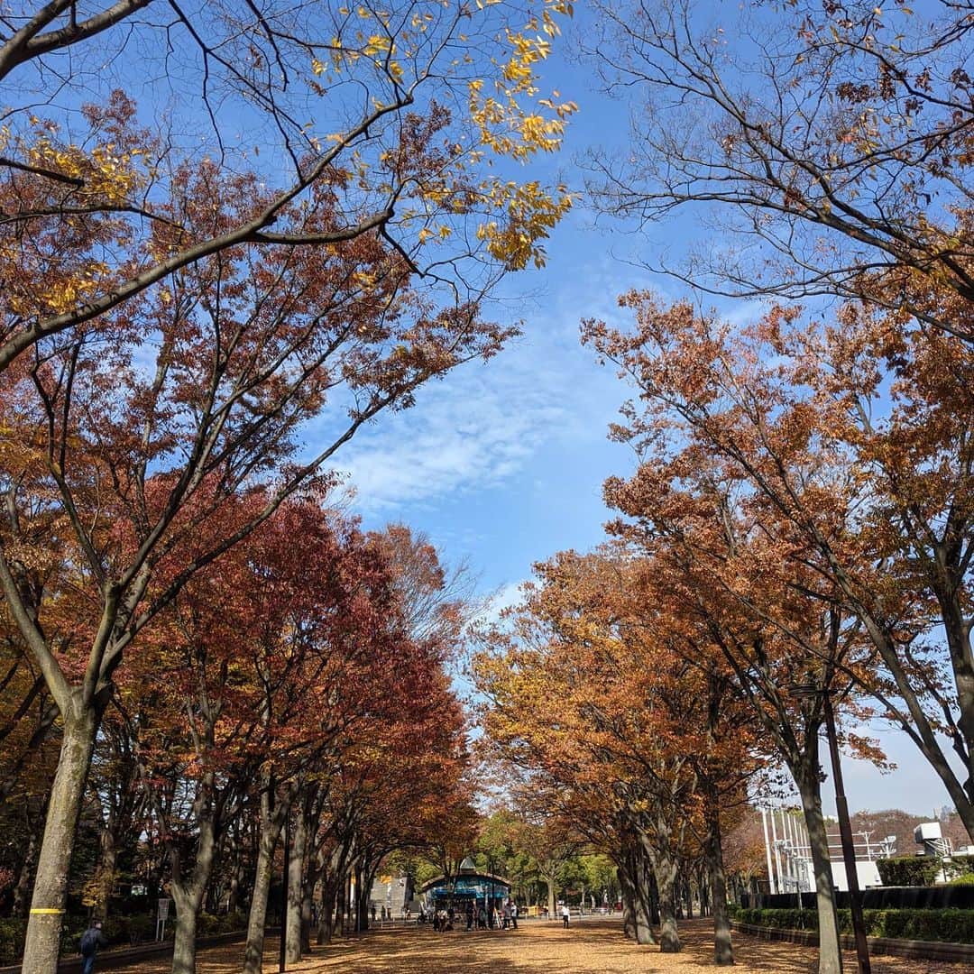 為末大さんのインスタグラム写真 - (為末大Instagram)「先生から季節を感じさせるといいねが集まると聞きました」11月20日 20時22分 - daijapan