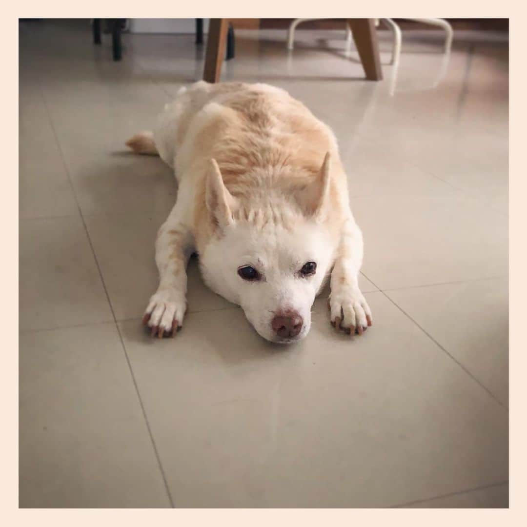 パンといっぴきのインスタグラム：「#元保護犬 #雑種犬 #crossbreed #mixdog #キップル14歳」