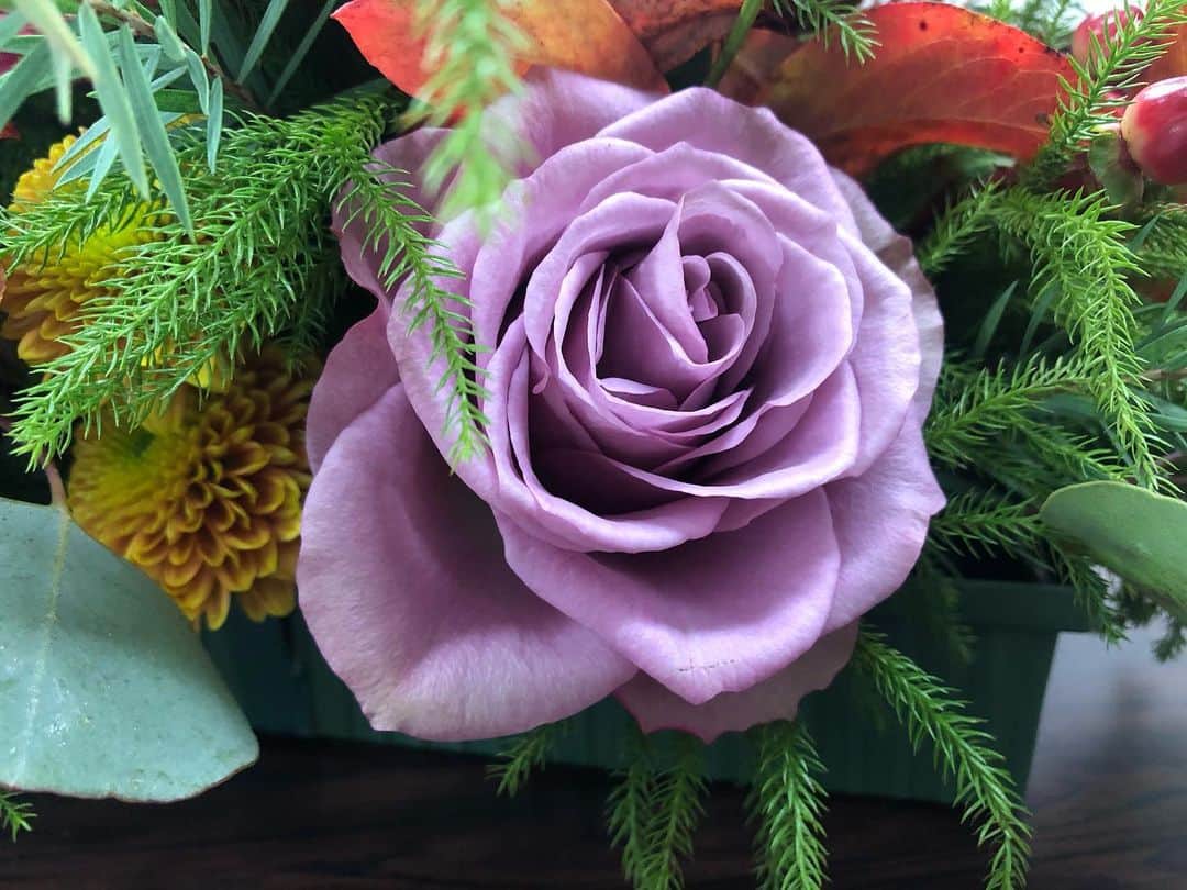 天玲美音さんのインスタグラム写真 - (天玲美音Instagram)「Shizuoka Rose🌹 Photo by Mion Tenrei ☺︎ . beautiful flowers♡ . . LOVE&SMILE #天玲美音 ☺︎ . . #静岡県 #shizuoka #flower #beautifulflowers #purple  #rose #薔薇 #ばら  #バラ #薄紫 #花のある暮らし #バラのある暮らし #美音の撮る花」11月20日 20時33分 - miontenrei
