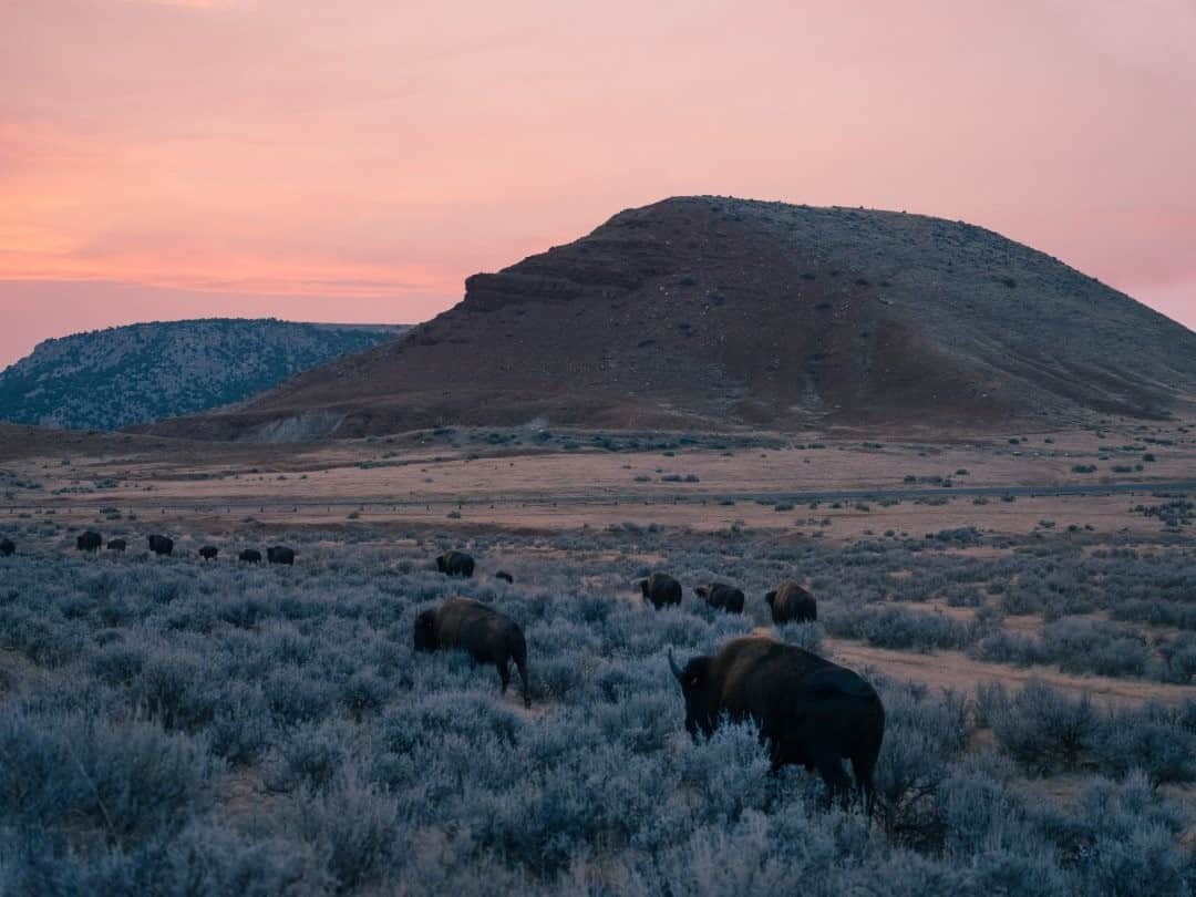 ナショナルジオグラフィックさんのインスタグラム写真 - (ナショナルジオグラフィックInstagram)「Photo by @ismailferdous / A herd of bison, as seen in Hot Springs State Park, Thermopolis, Wyoming. For more pictures follow @ismailferdous.」11月20日 20時39分 - natgeo