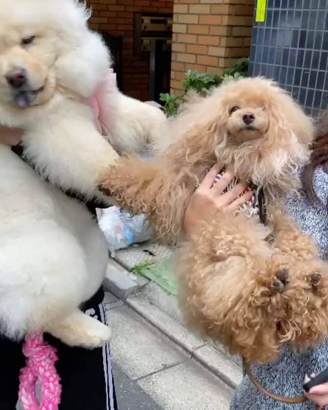 Toypoodle Mikuru?Asakusa Tokyoのインスタグラム：「20201120 Friday. あさんぽの帰り道、ぽんちゃん @pon_chow に会えましたよ☺️ みきゅるん、まだちょっとドキドキ？😂 . ❶❷ ぽんちゃんママに動画と画像頂きました❣️ ❸ ぽんちゃんママだっこ ❹ ちょっと慣れたかな？動画 . 少しずつ慣れてる様子☺️かな？ 仲良しツーショットまでは、あとどれくらい？🥰 . #チャウチャウ  #もふもふが止まらない #ぽんちゃんとみくるん」