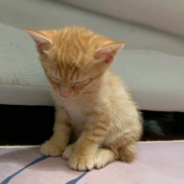 PECOねこ部のインスタグラム
